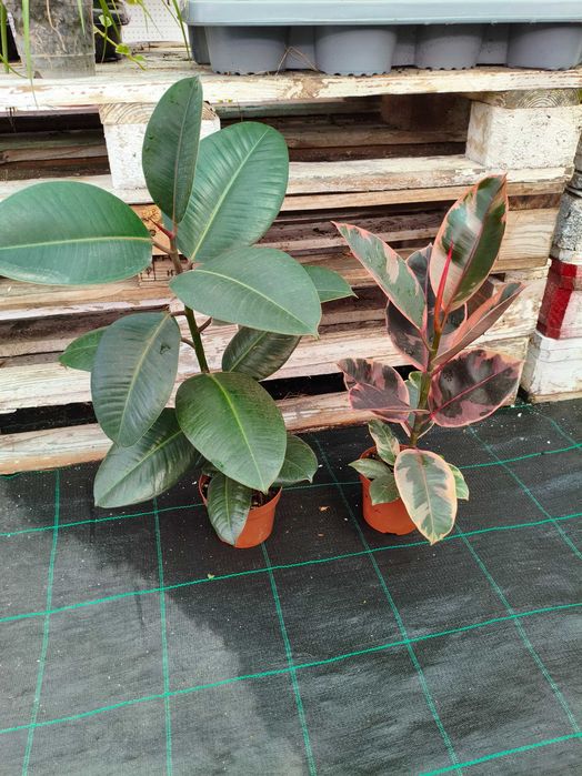 Ficus Elástica (Adjivan,Belize e Tineke) - planta em vaso