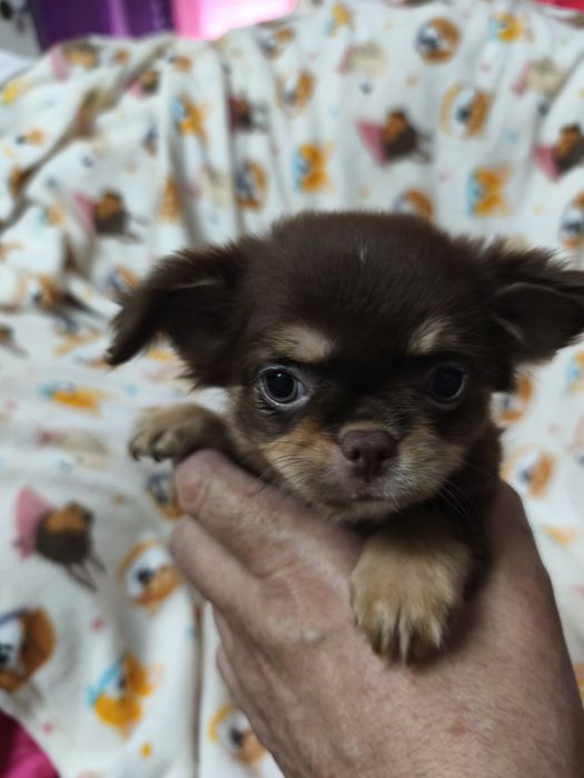 Chihuahua chocolate  lindíssima