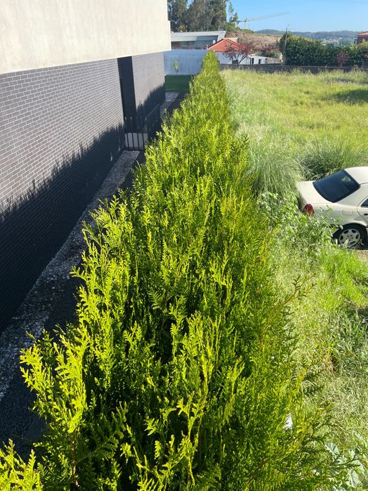 Serviço de jardinagem & Limpeza de terrenos