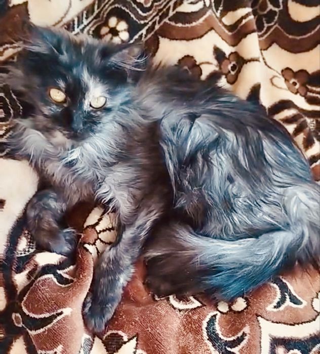 Котята 4мес красивая кошечка черная котик черный табби кішечка котенок