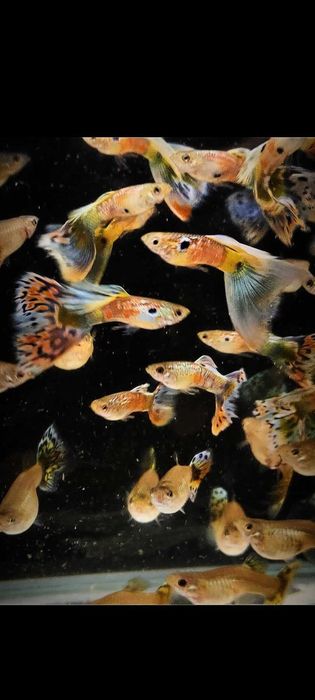 Gupik gupiki mozaika staromodna