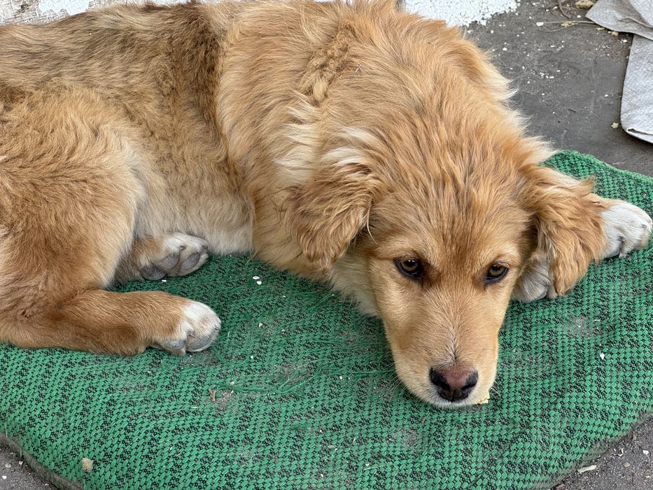 Красива дівчинка цуценя