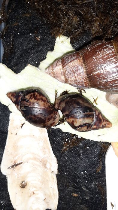 Равлики.Ахатин.ретики