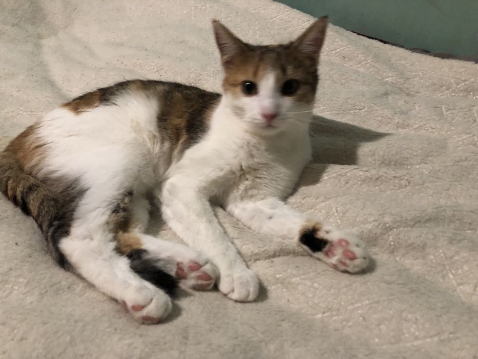 Котенок в добрые руки