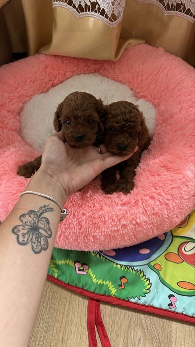 Хлопчики той пуделя КСУ