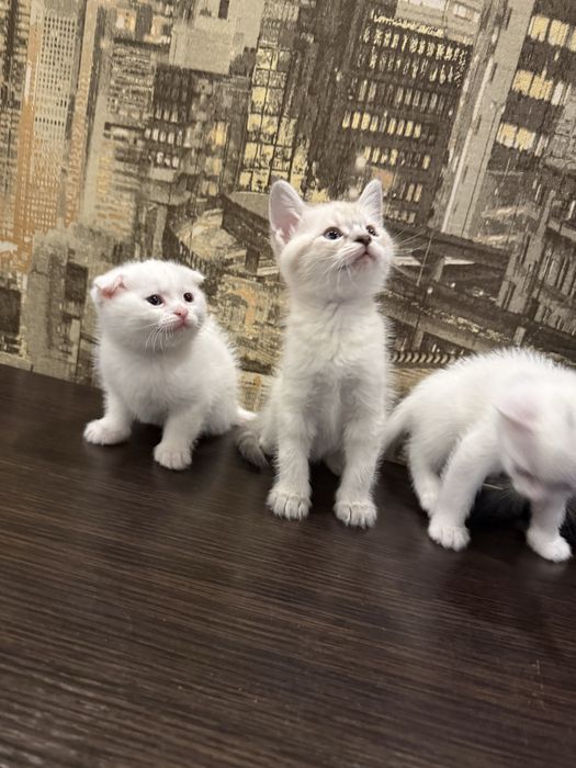 Шотландские котята