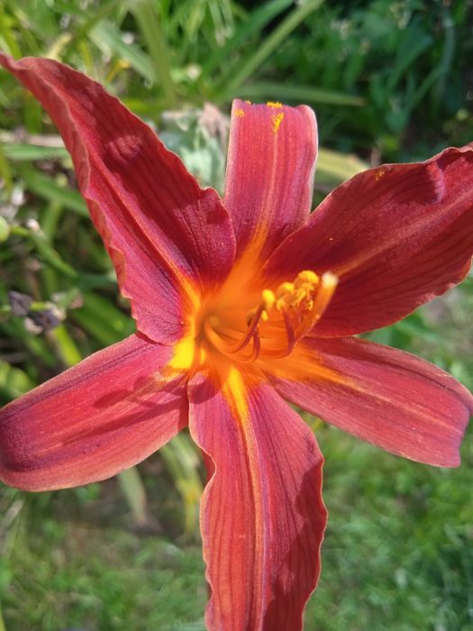 Liliowce - liliowiec.
