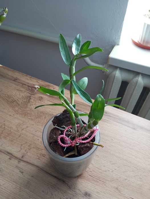 Орхідея Дендробіум Нобіле