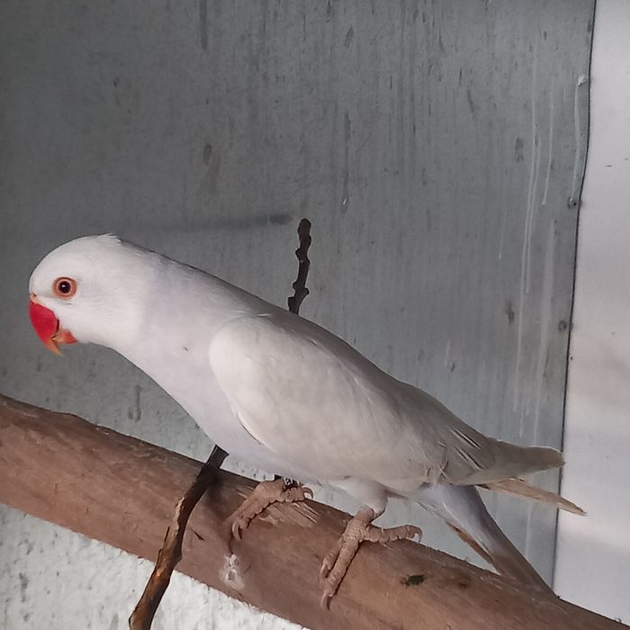 Ring necks  Arantingas Sol