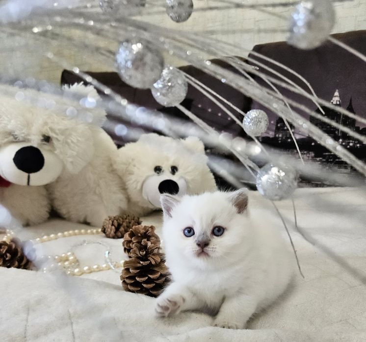 Шотландские котята (Хайленд страйт, Скоттиш страйт)