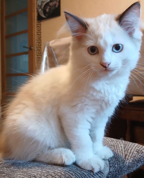 Котята Регдолл шукають родину