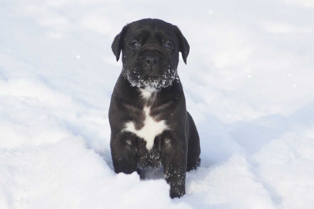 Кане корсо чорне цуценя