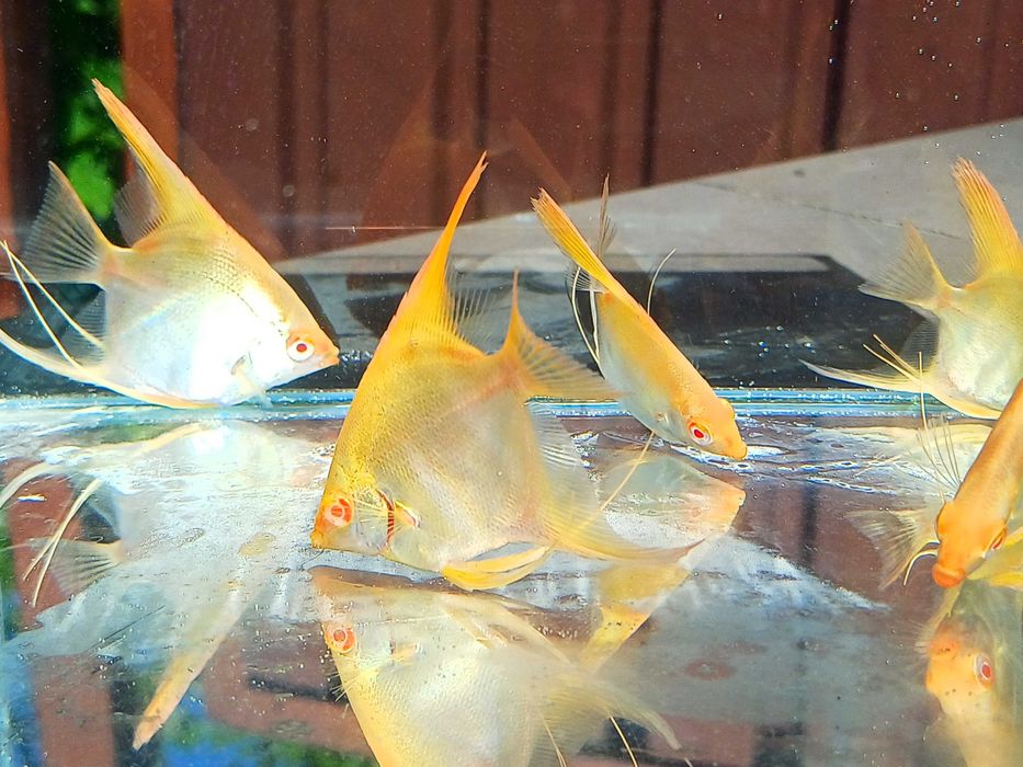 Skalar Albino Dantum