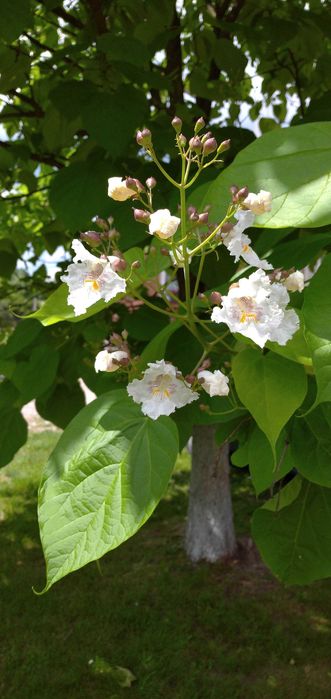 Catalpa promocja jesienna