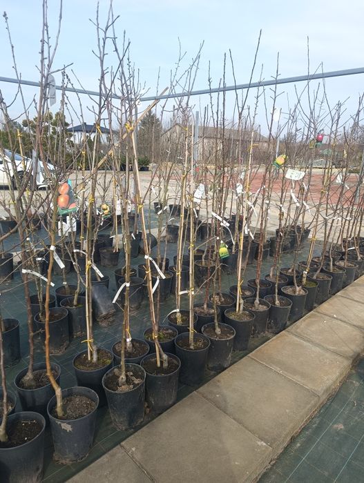 Drzewka owocowe  duży wybór