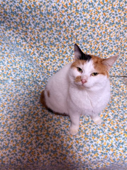Чудесные котики ищут дом (осталась одна девочка)