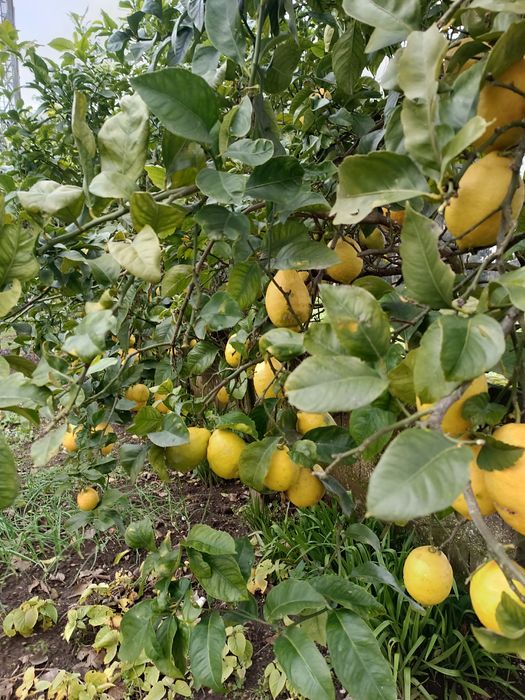 Vendo limões a 50 cêntimos