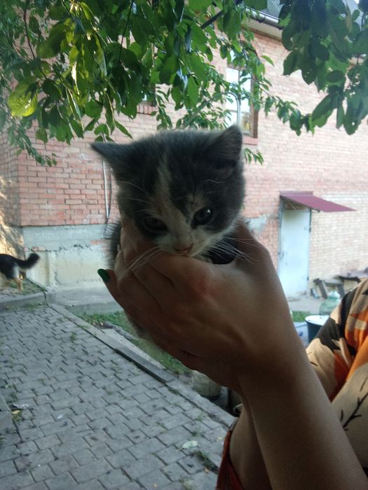 Віддам в добрі руки 2 кошенят