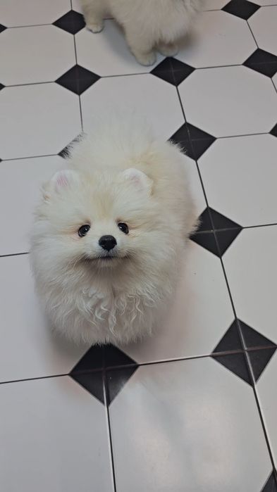 Piesek 3mc  pomeranian gotowy do odbioru