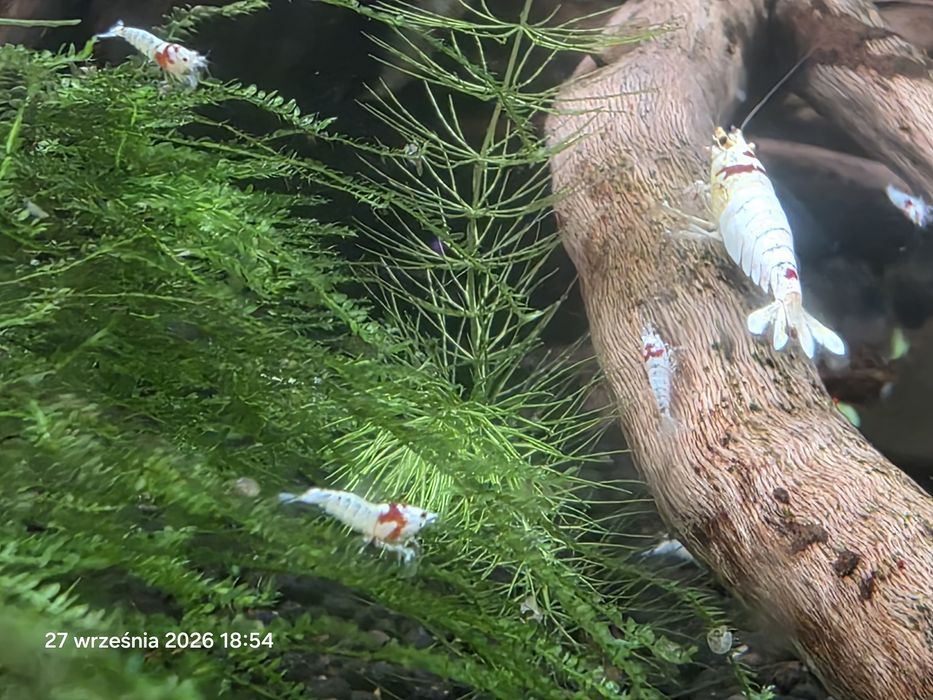 PRL K14 krewetki jakosc MEDIUM caridina