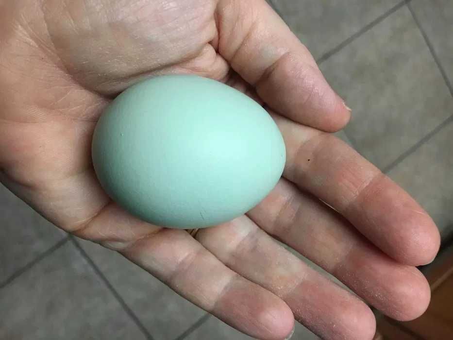 Świeże Jaja lęgowe od kur green shell z wolnego wybiegu