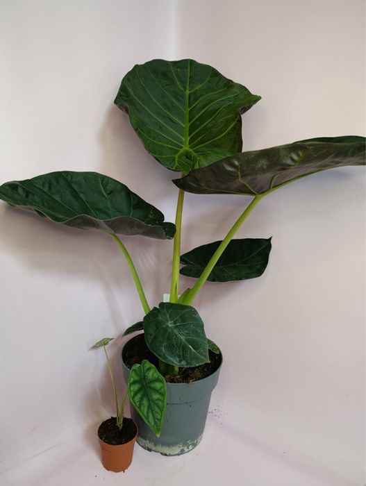 Гіпеаструм,спатифілум,антуріум,каланхоє,драцена Голден Коаст,ноліна,