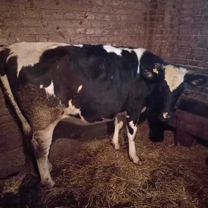 Sprzedam 2 jałówki