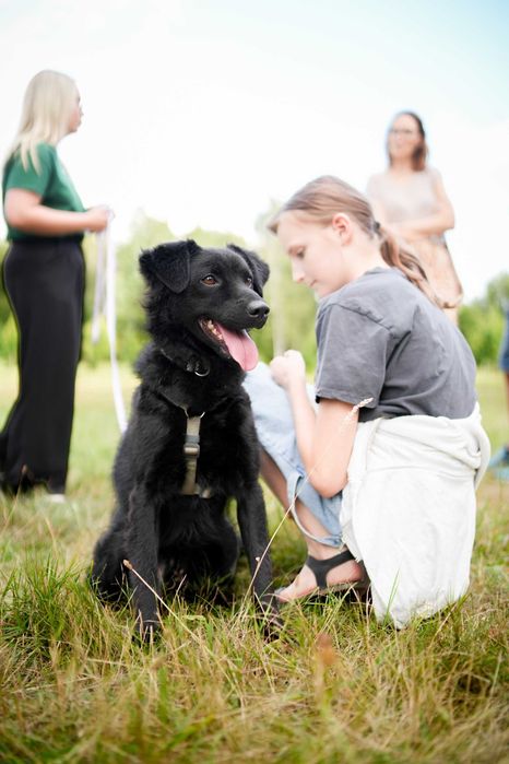 Karat - energiczny i proludzki, młody pies do adopcji!