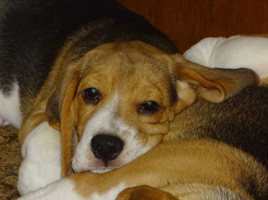 Цуценя бігль.  6 місяців, чудові завдатки мислиця