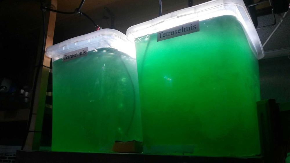 Fitoplankton morski / Nannochloropsis - 1500 ml - akwarium morskie