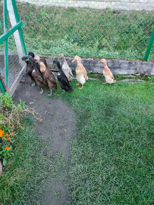 Biegusy kaczki i kaczory