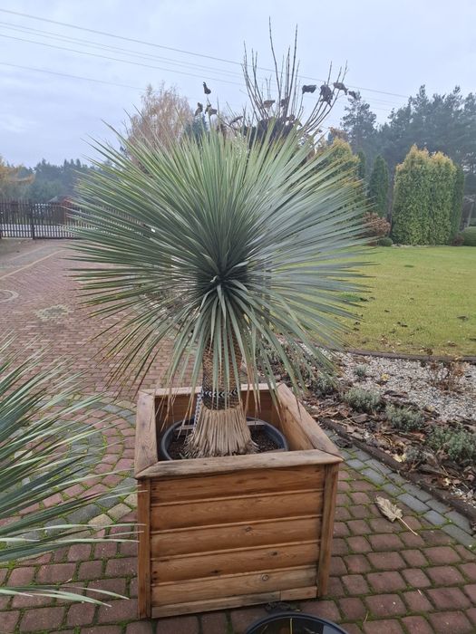 Yucca Rostrata juka roślina egzotyczna Palma Trachycarpus
