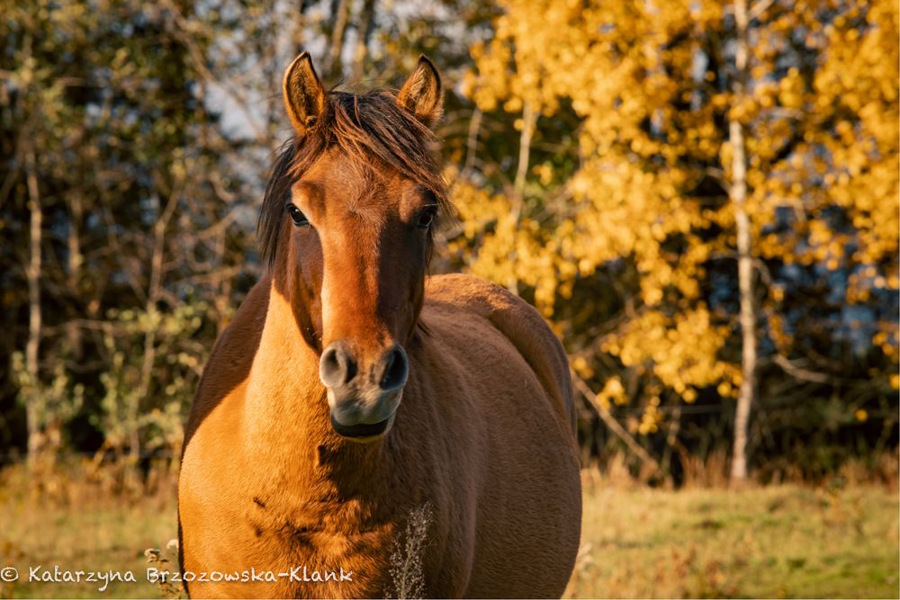 Oddam hucuła w dzierżawe
