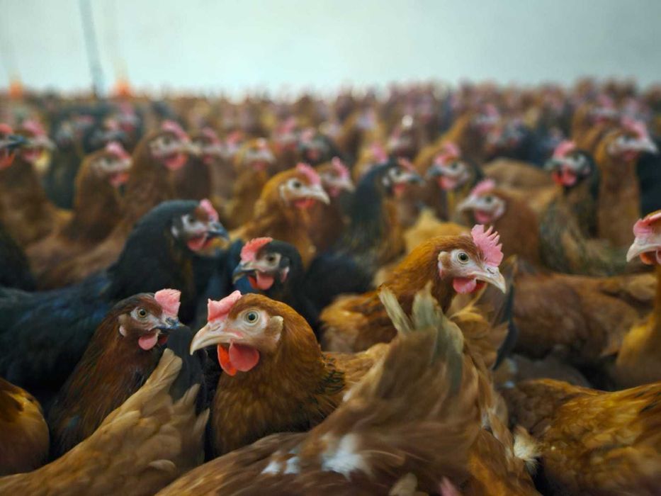 Kury nioski z jajkiem dowóz Gratis