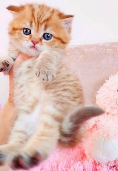 Казкова дівчинка красунечка шотландська, дуууже лагідна