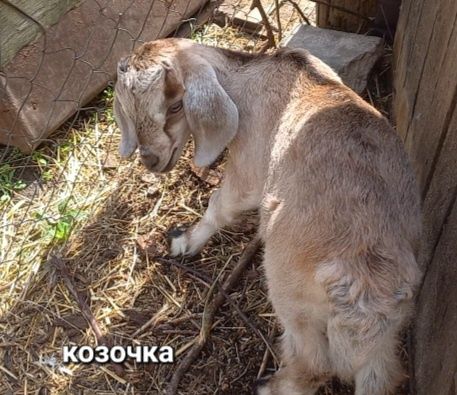 Козлик, козочка, козы