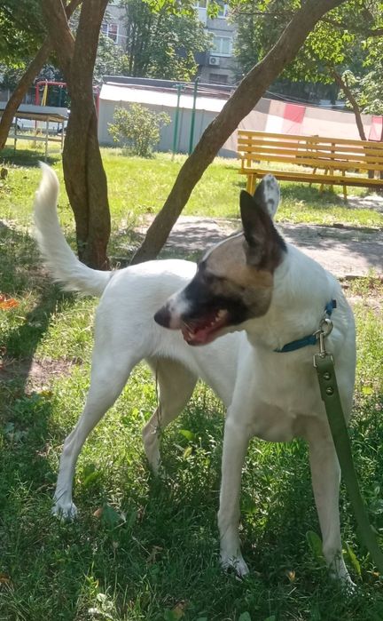 Ищем дом для собачки