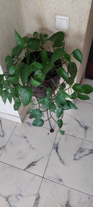 Епіпреміум кімнатна рослина