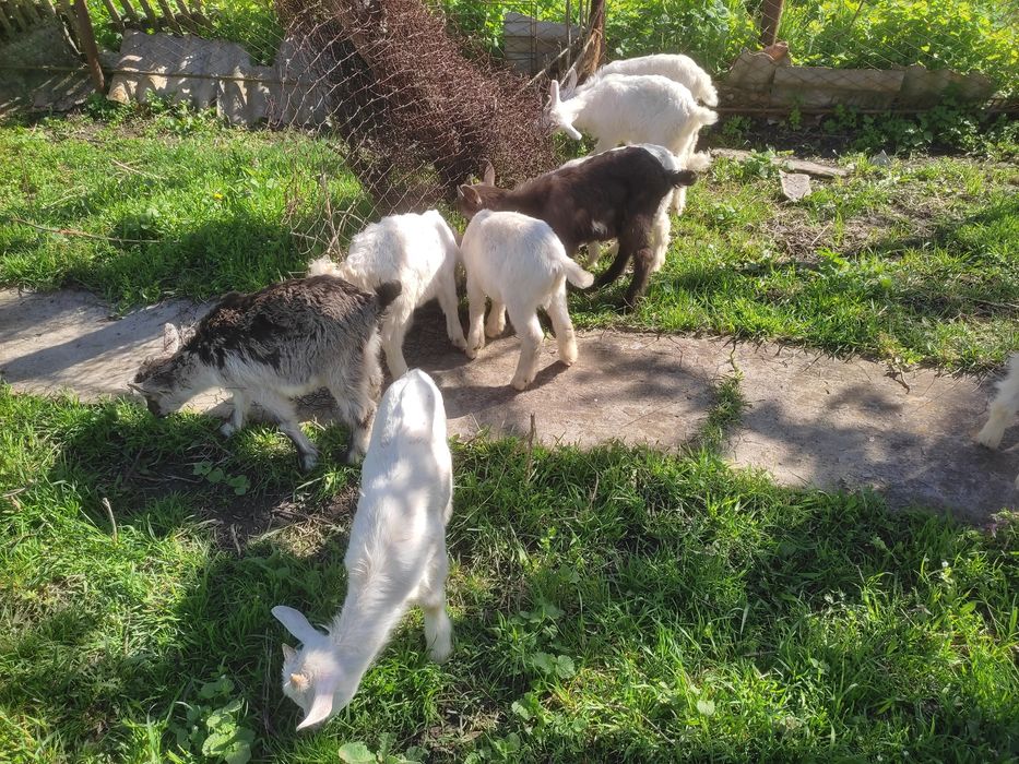 Продам козлят недорого