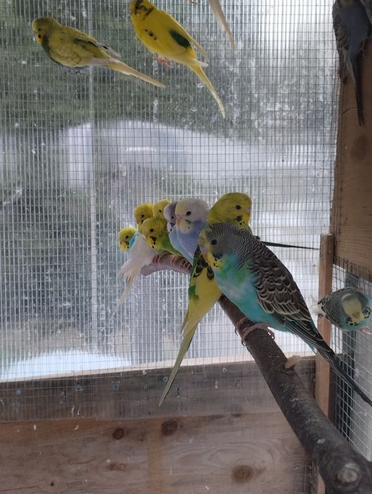 Papugi papuga faliste