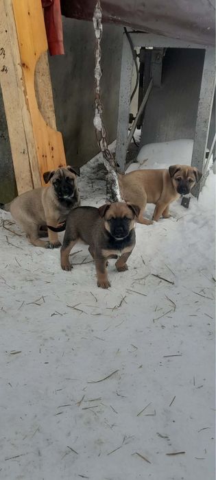 Щенята бельгійськоі вівчарки - 2 дівчинки