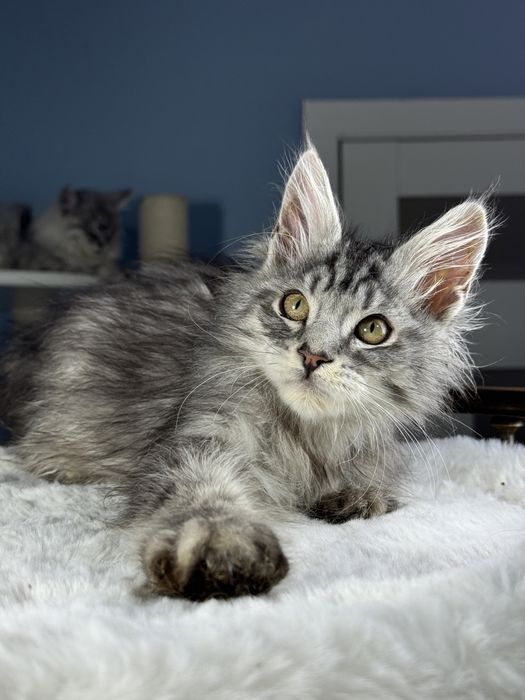 Выразительной внешности мальчик мейн кун 3.5 месяца