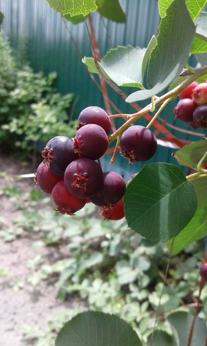 Дача в живописному місці