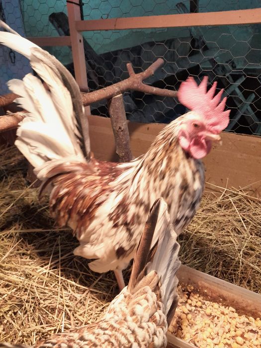 Liliputek kogut 10 miesięcy