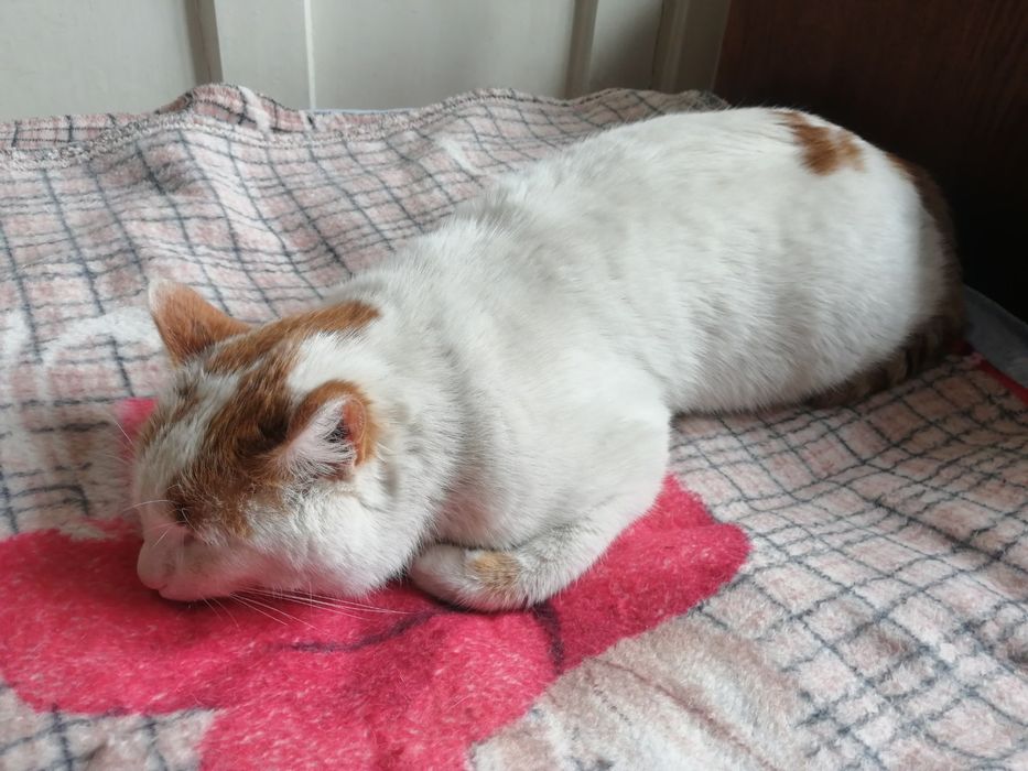 Білий з рудим КОТИК шукає родину, 1,5-2 роки