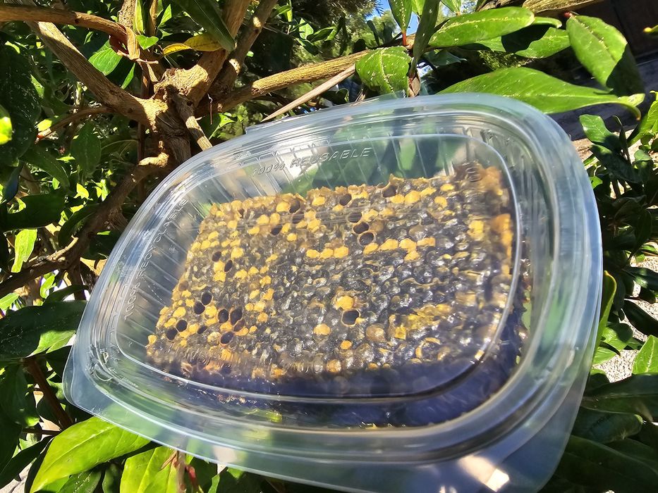 favo de mel  últimas  unidades eucalipto são multiflorados.  eucal