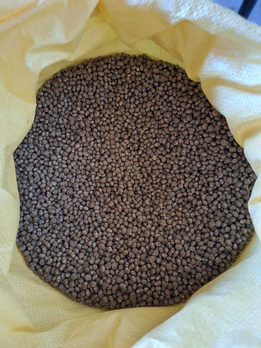 Łubin wąskolistny słodki bolero oczyszczony 1,80zł/kg