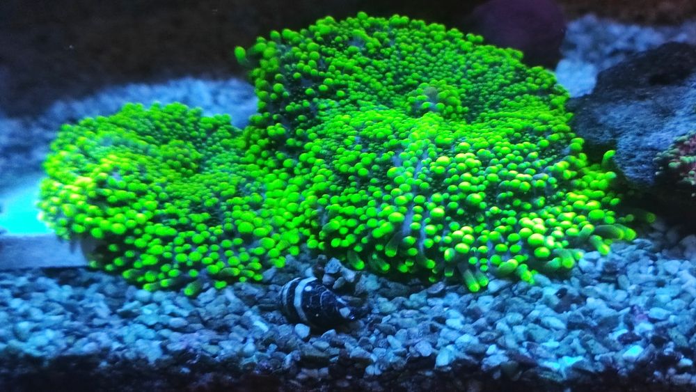 Coral Green Ricordea