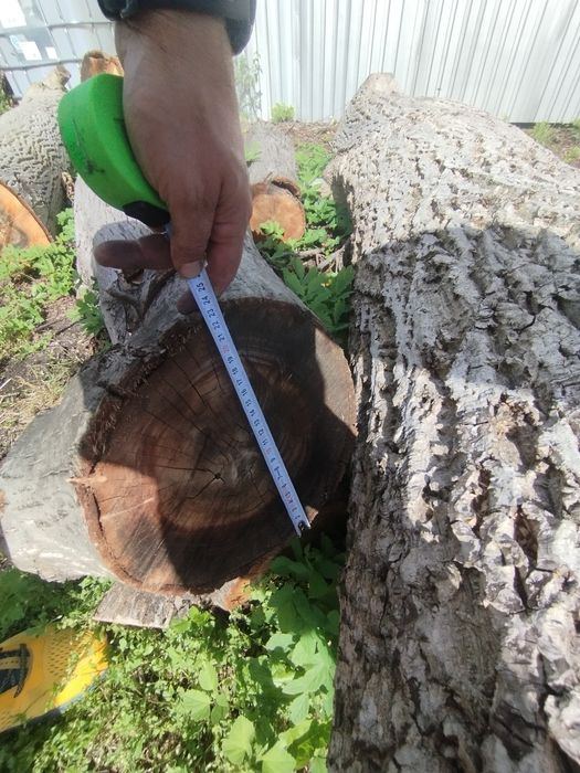 Orzech włoski na deski