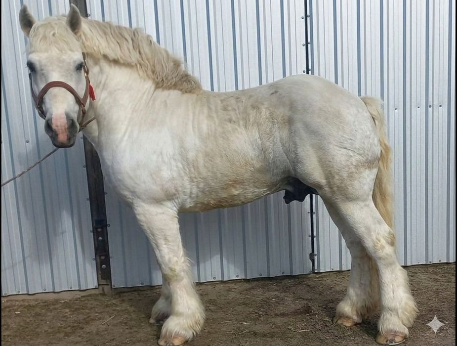 Stanówka  ogierem Eryk